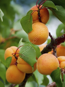 Hasanbey Kayısı Fidanı