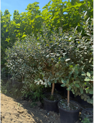 Yetişkin Feijoa (Kaymak Meyvesi) Fidanı