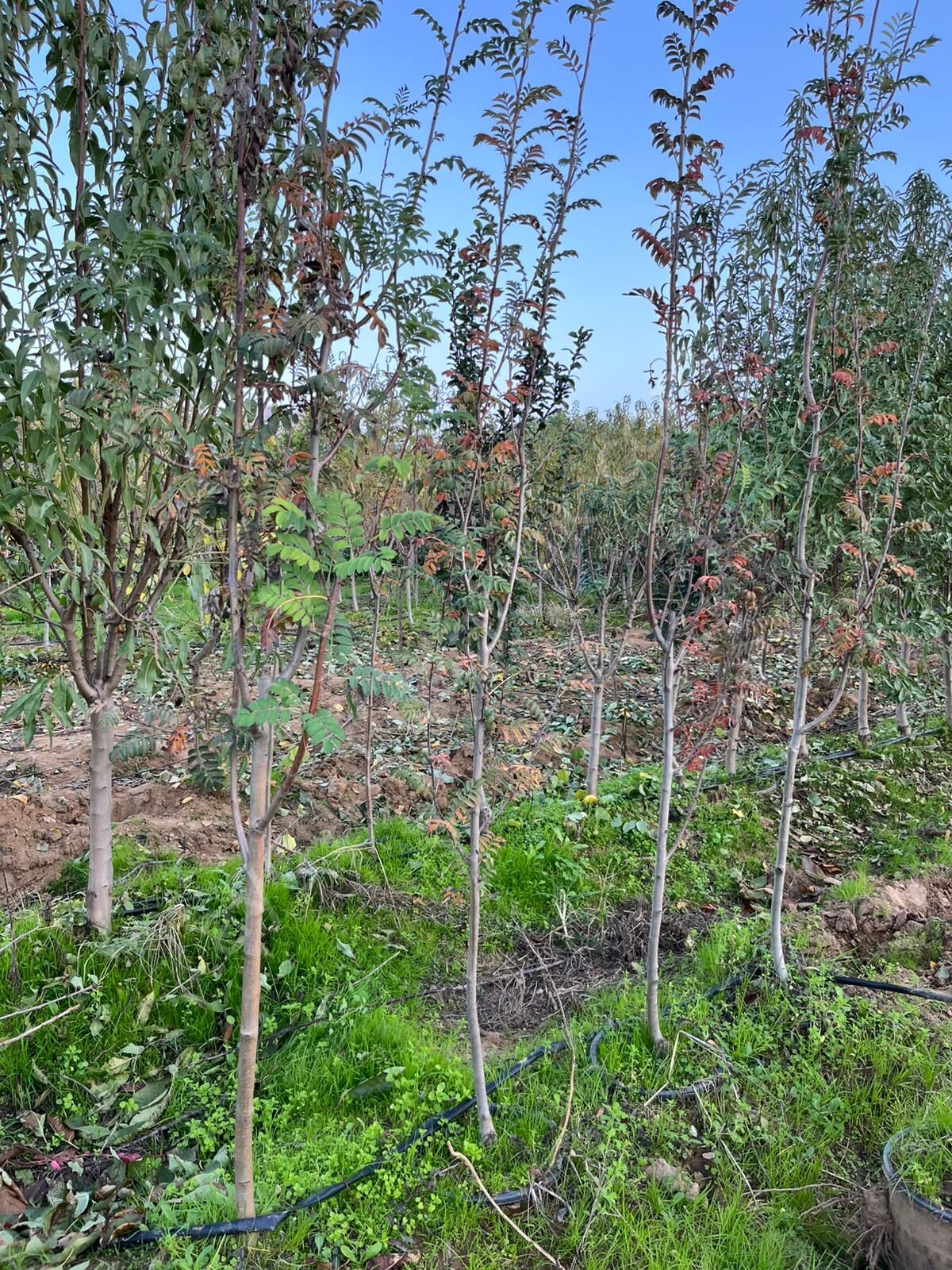 Yetişkin Üvez Fidanı