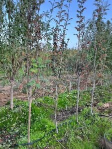 Yetişkin Üvez Fidanı