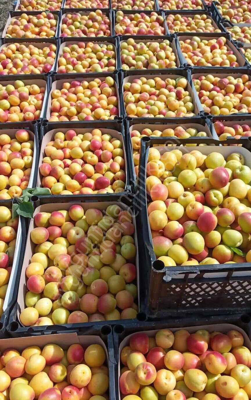 Şekerpare Kayısı Fidanı