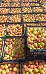 Şekerpare Kayısı Fidanı