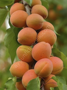 Malatya Kayısı Fidanı