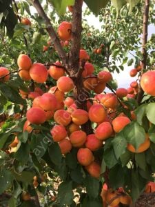 Perfect Red Kayısı Fidanı