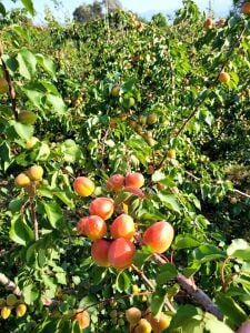 Perfect Red Kayısı Fidanı