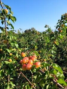 Perfect Red Kayısı Fidanı