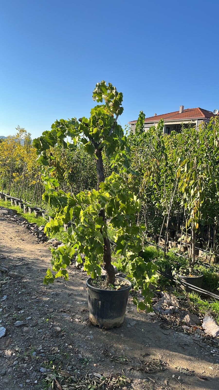 Yetişkin Antep Karası Asma Fidanı