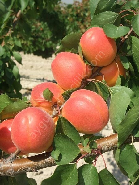 Matador Kayısı Fidanı