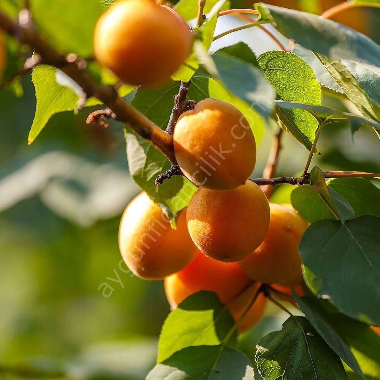 Roxana Kayısı Fidanı