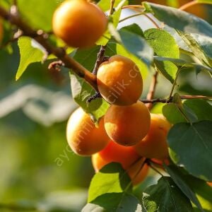 Roxana Kayısı Fidanı