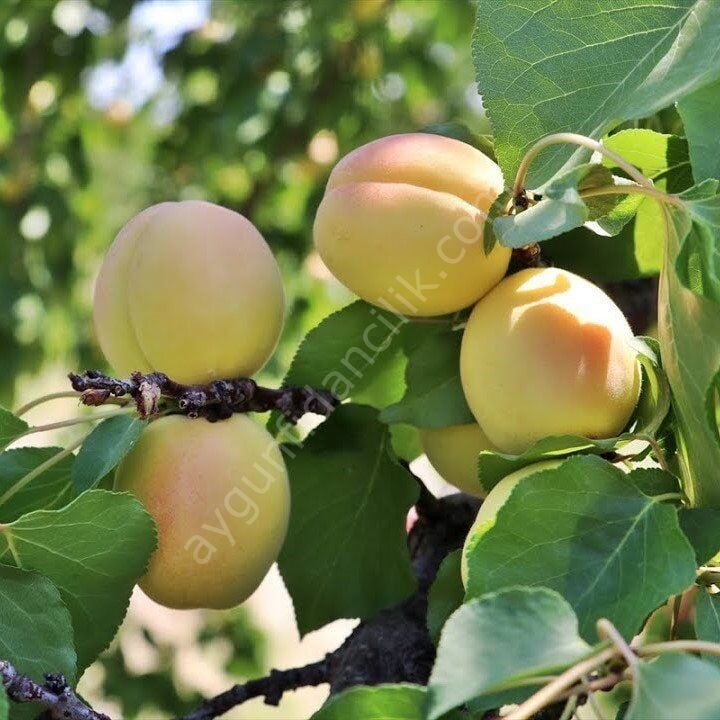 Çataloğlu Kayısı Fidanı