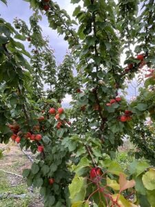 Pricia Kayısı Fidanı