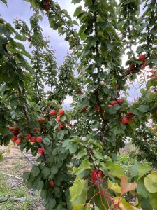 Pricia Kayısı Fidanı