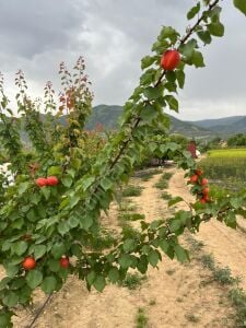 Pricia Kayısı Fidanı