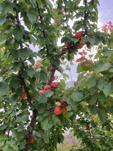 Pricia Kayısı Fidanı