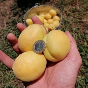 Iğdır Kayısı Fidanı