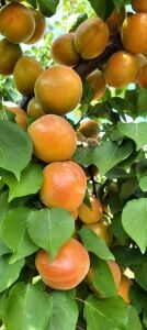 Ninfa Kayısı Fidanı