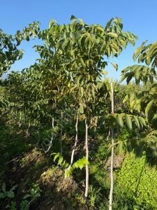 Yetişkin Şebin Ceviz Fidanı