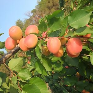 Mikado Kayısı Fidanı