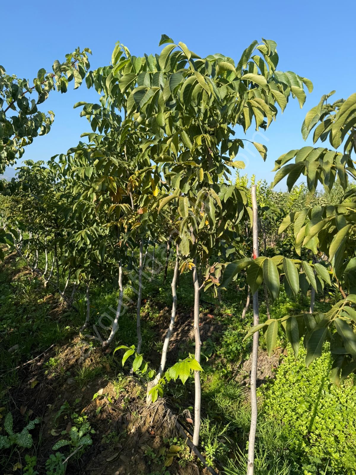 Yetişkin Fernor Ceviz Fidanı