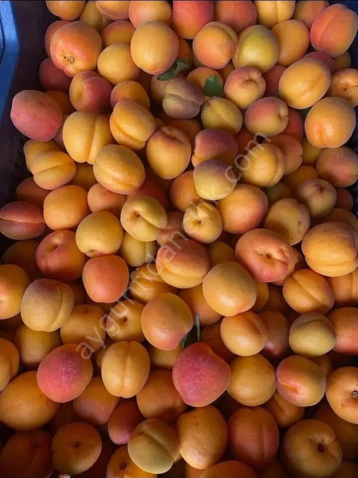 Alyanak Kayısı Fidanı