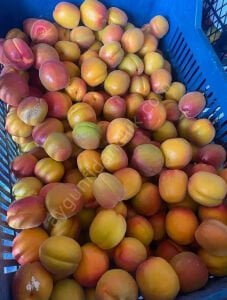 Alyanak Kayısı Fidanı