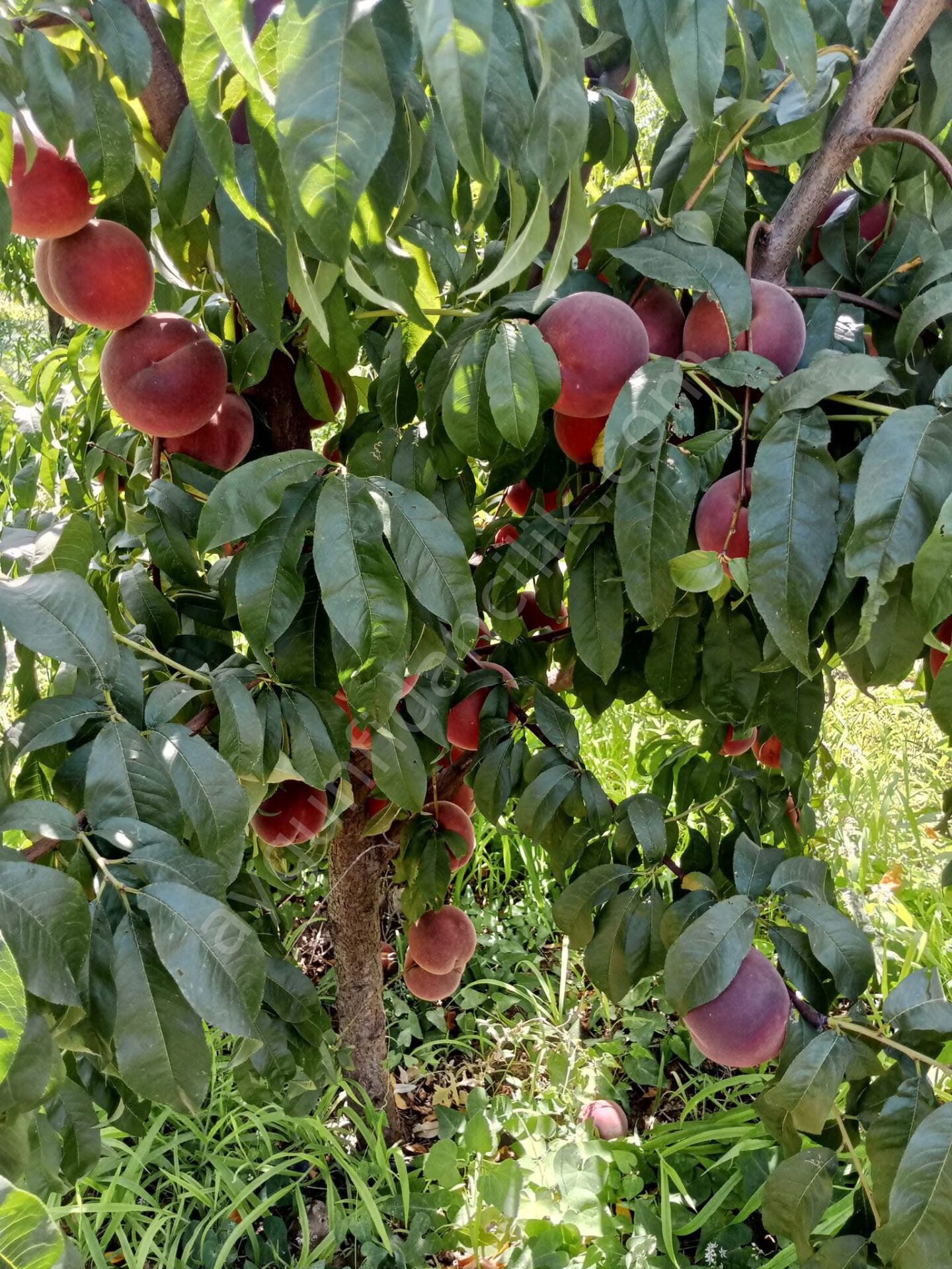 Rich May Şeftali Fidanı
