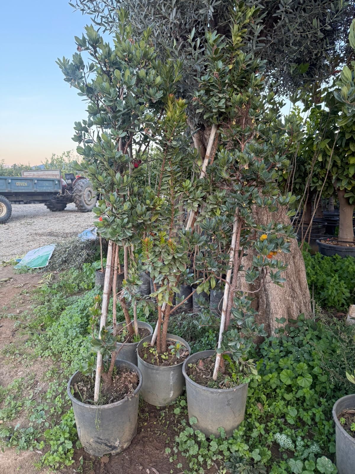 Yetişkin Dağ Çileği Kocayemiş Fidanı