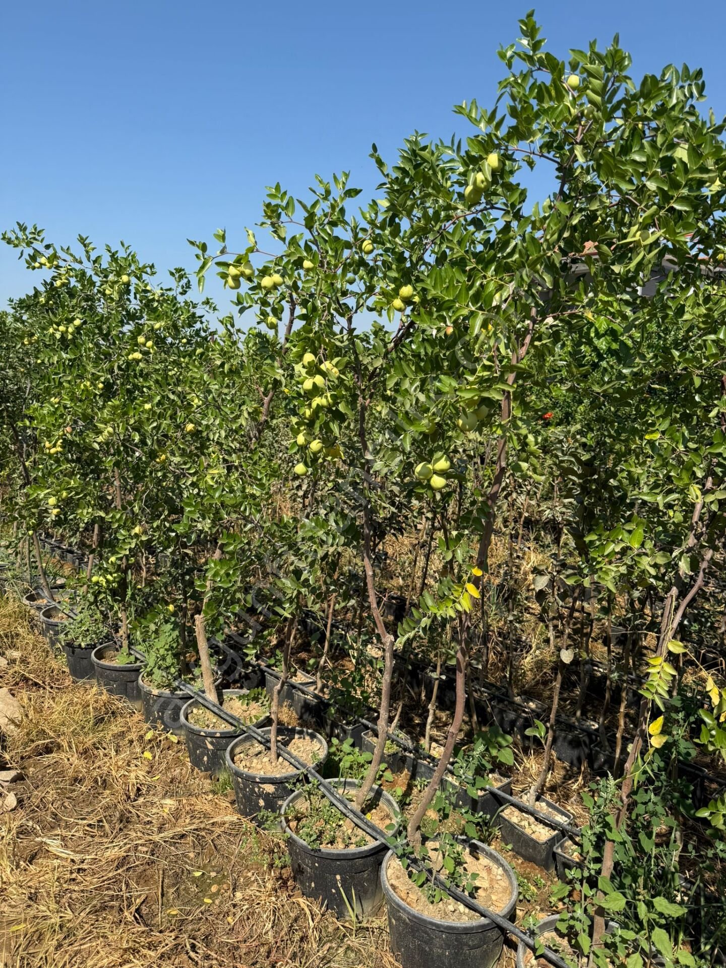 Yetişkin İri Meyveli Hünnap Fidanı