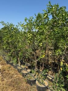 Yetişkin İri Meyveli Hünnap Fidanı