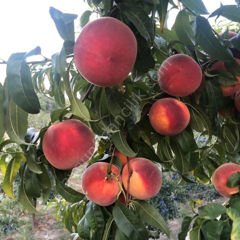 May Crest Şeftali Fidanı