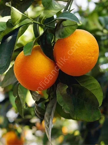 Valensia Yaz Portakalı Fidanı