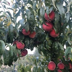 Spring Crest Şeftali Fidanı