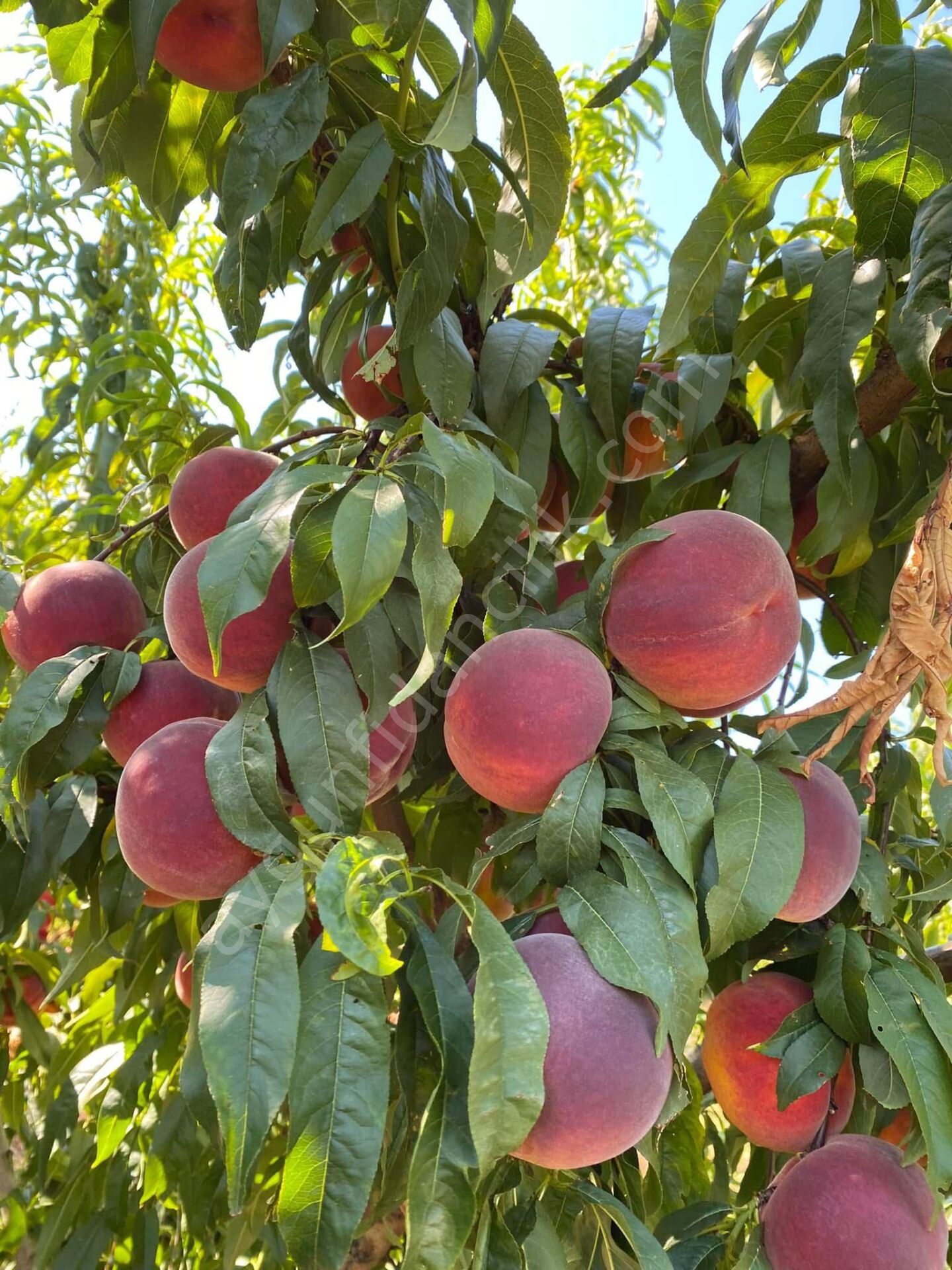 Spring Crest Şeftali Fidanı