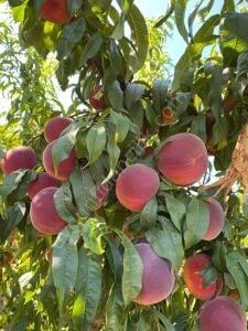 Spring Crest Şeftali Fidanı