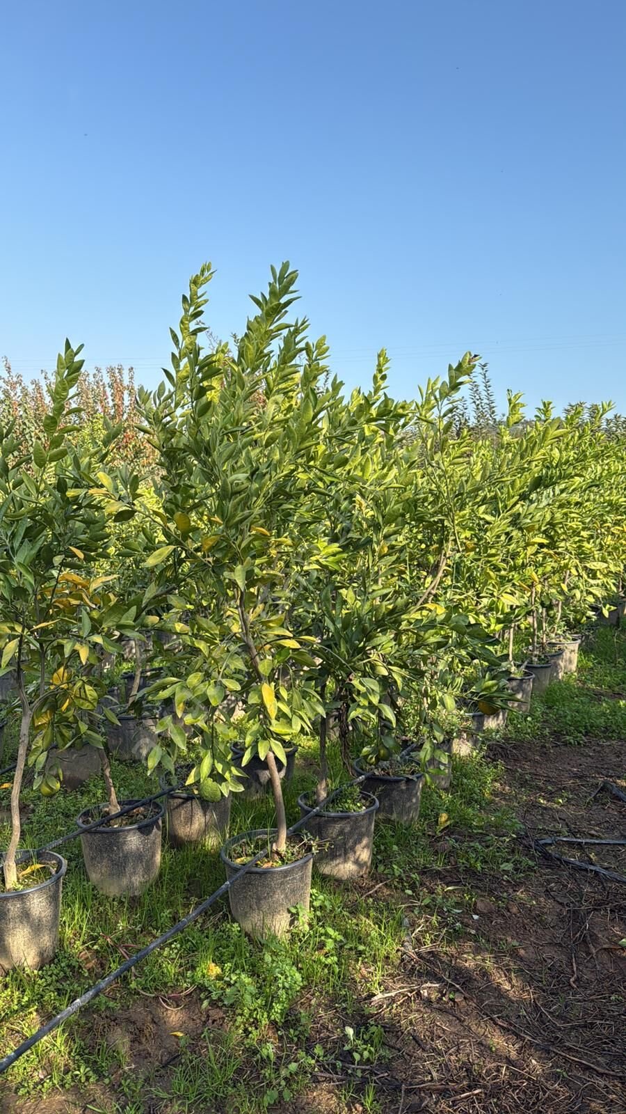 Yetişkin Satsuma Mandalina Fidanı