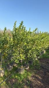 Yetişkin Satsuma Mandalina Fidanı
