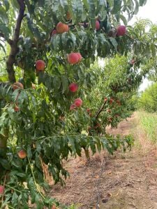 Spring Lady Şeftali Fidanı