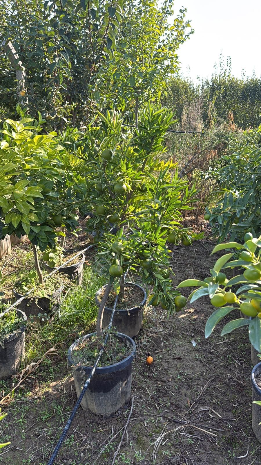 Yetişkin Klemantin Mandalina Fidanı