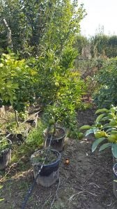 Yetişkin Klemantin Mandalina Fidanı