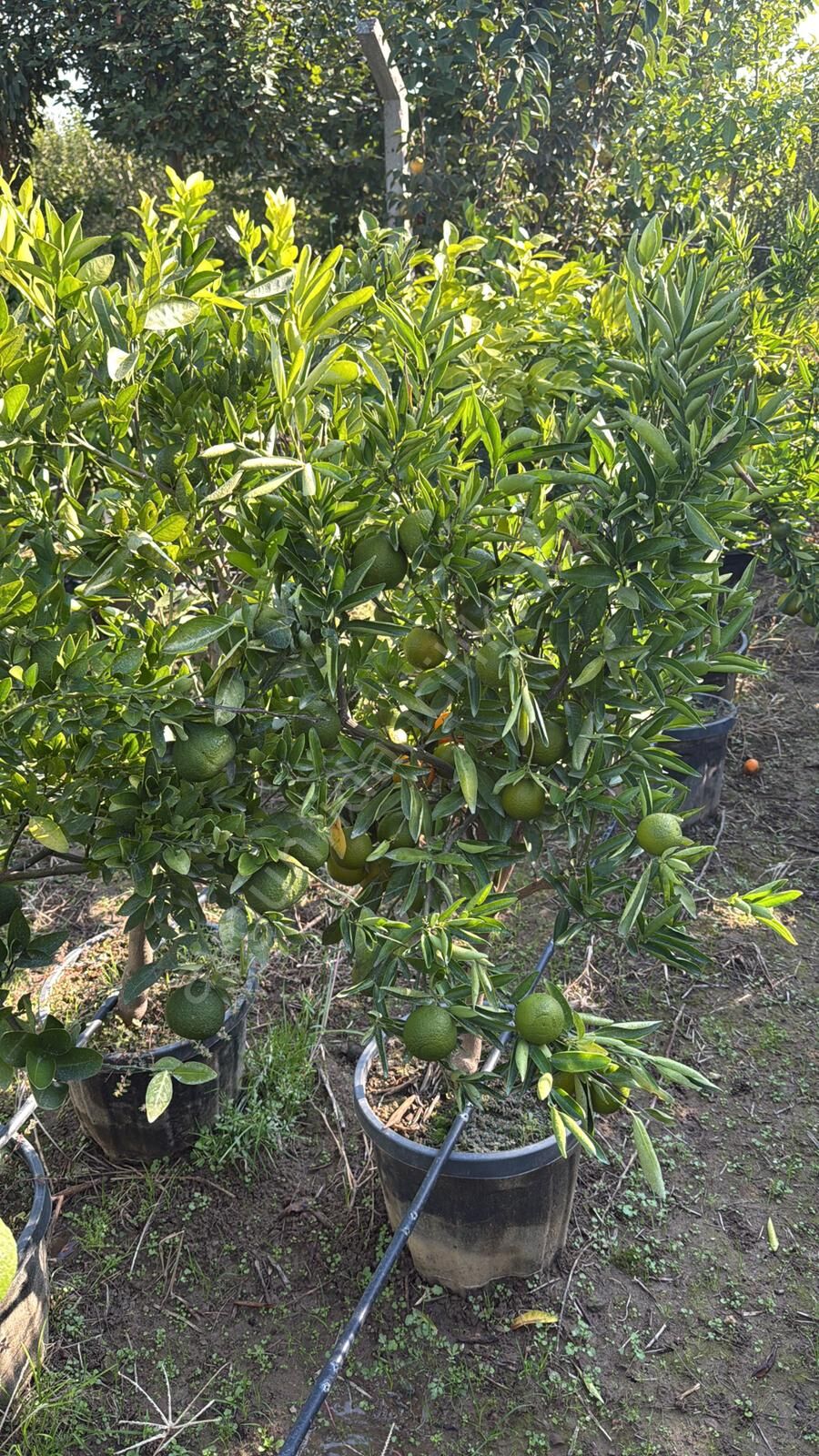 Yetişkin Bodrum Mandalinası Fidanı