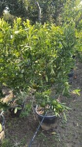 Yetişkin Bodrum Mandalinası Fidanı