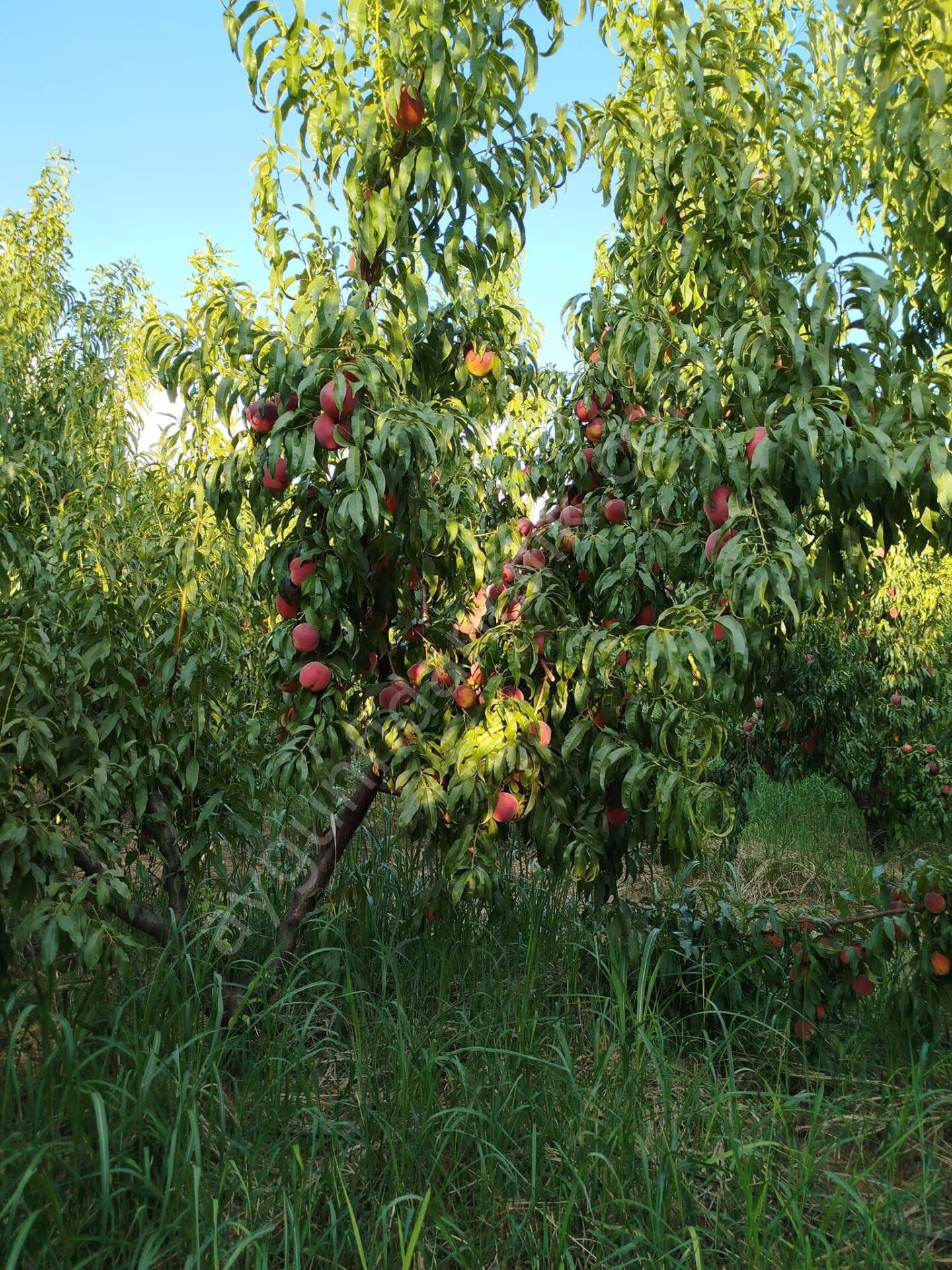 Spring Bella Şeftali Fidanı
