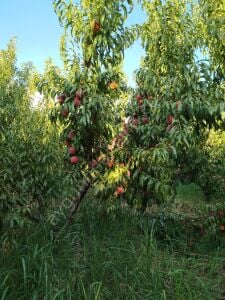 Spring Bella Şeftali Fidanı