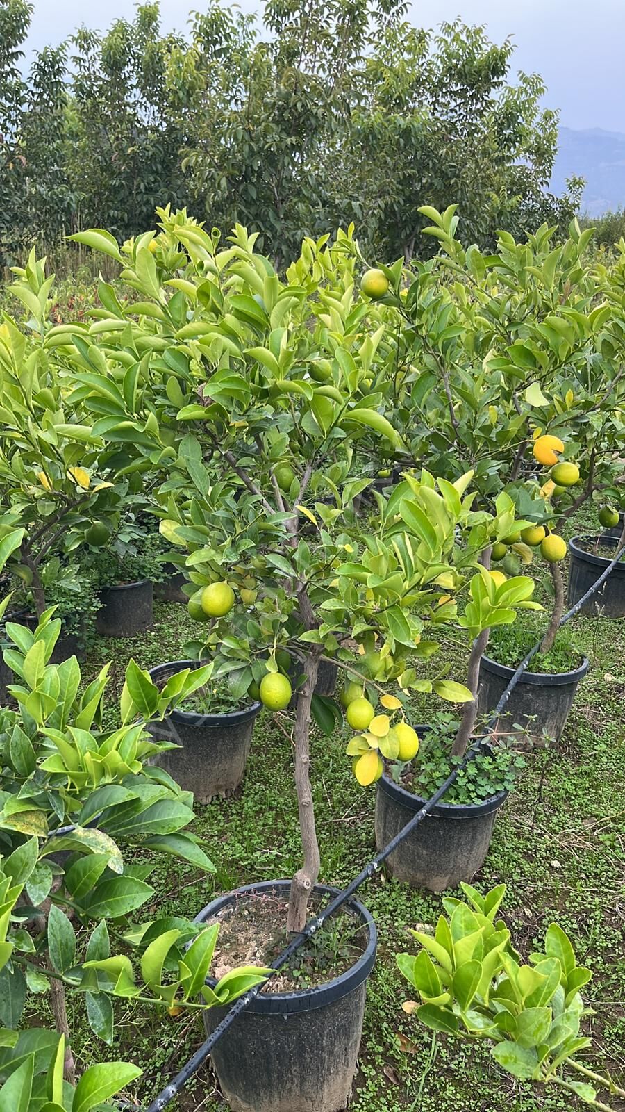 Yetişkin Mayer Limon Fidanı