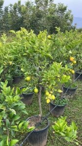 Yetişkin Mayer Limon Fidanı