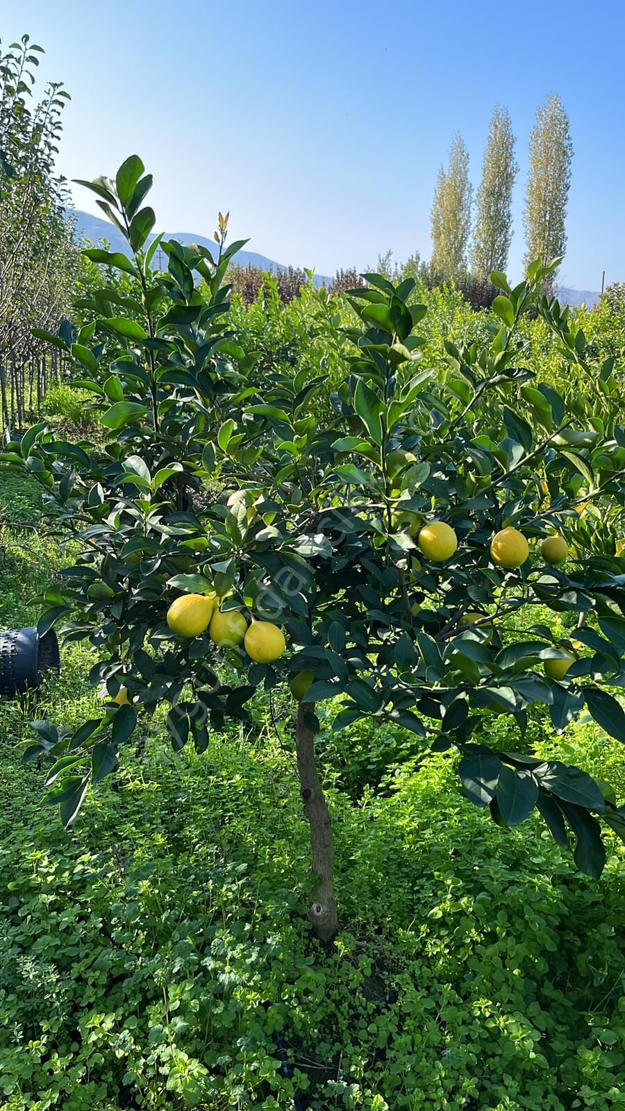 Yetişkin Mayer Limon Fidanı 6-7 Yaş