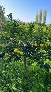 Yetişkin Mayer Limon Fidanı 6-7 Yaş