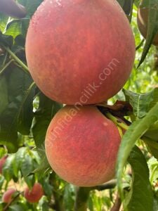 Dixired Şeftali Fidanı