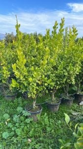 Yetişkin Lamas Limon Fidanı